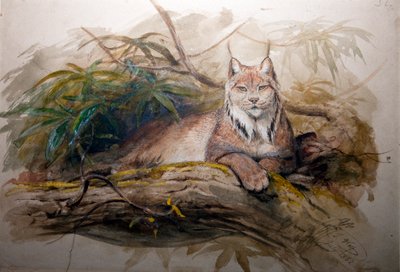 The Canadian Lynx, 1852 by Joseph Wolf